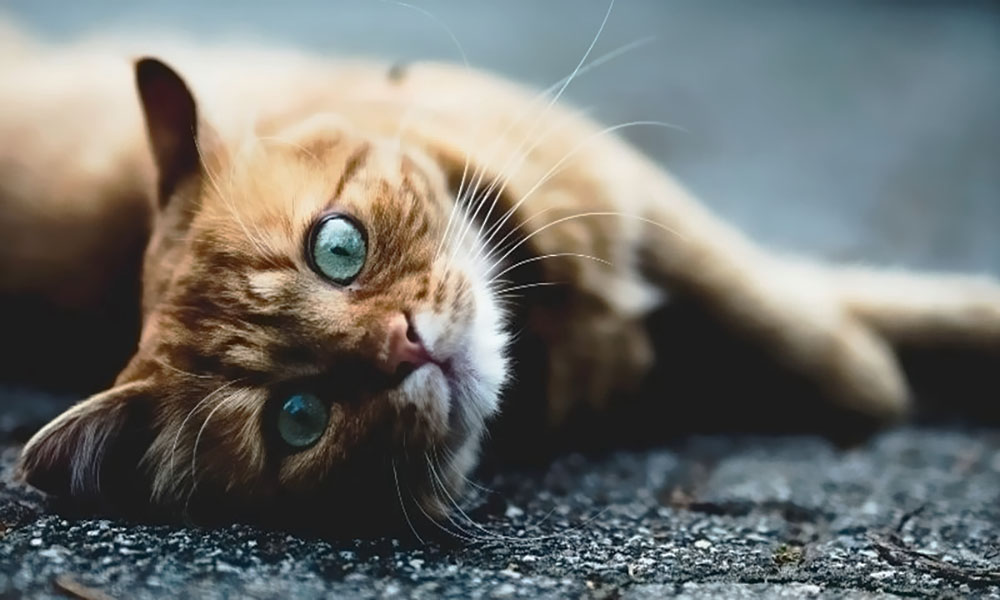 Нью-йорк станет первым штатом, где запретят удаление когтей у кошек