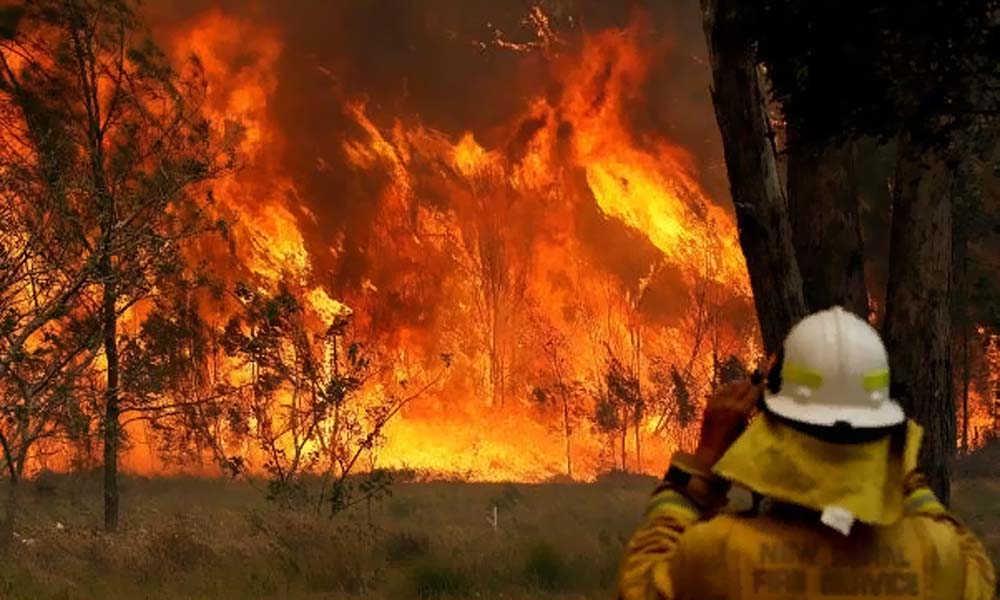 Австралийские пожары унесли жизни 480 миллионов животных