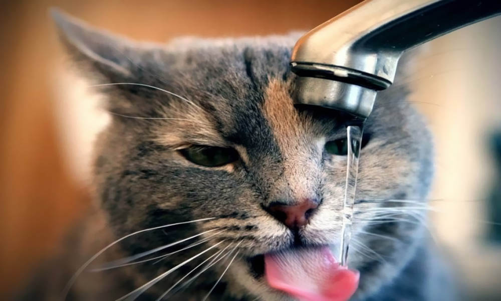 Как справиться с похмельем?