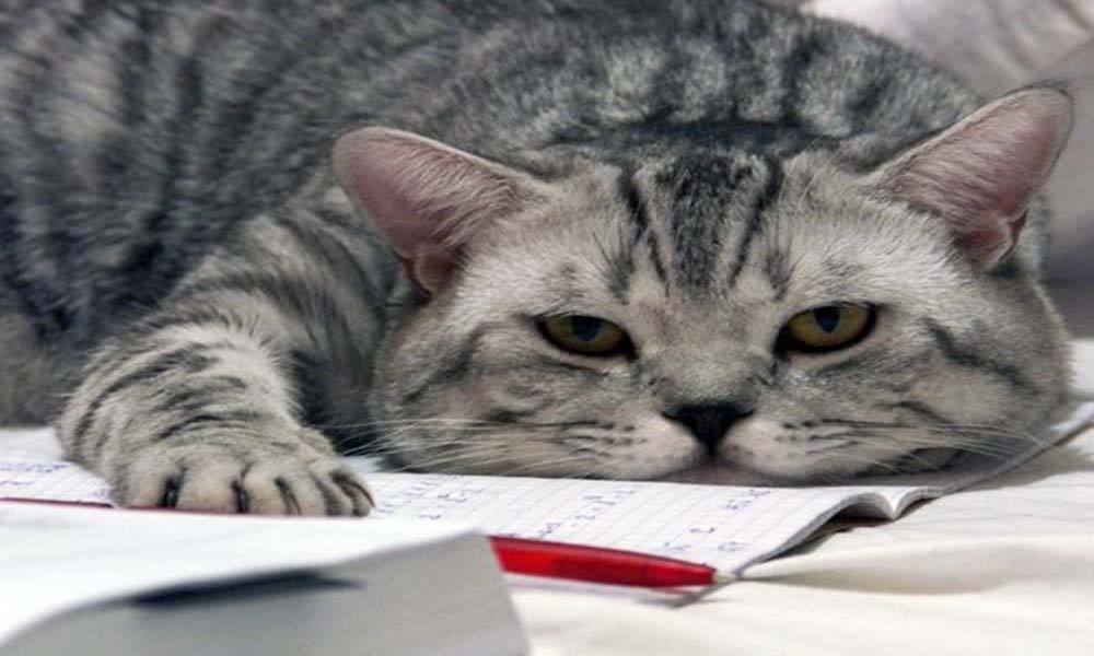 Чем заняться во время карантина?