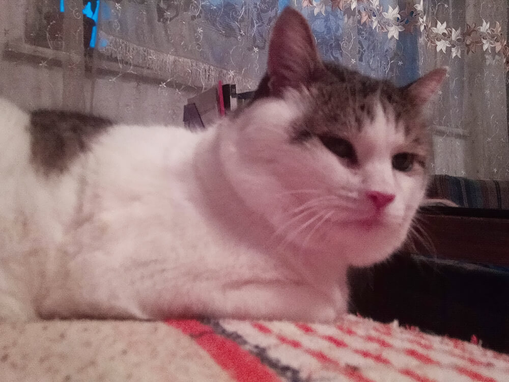 Мой кот - Тиша.
