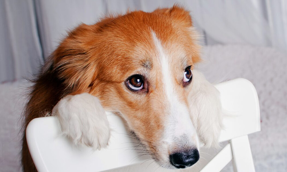 5 причин отвести вашего питомца к ветеринару.