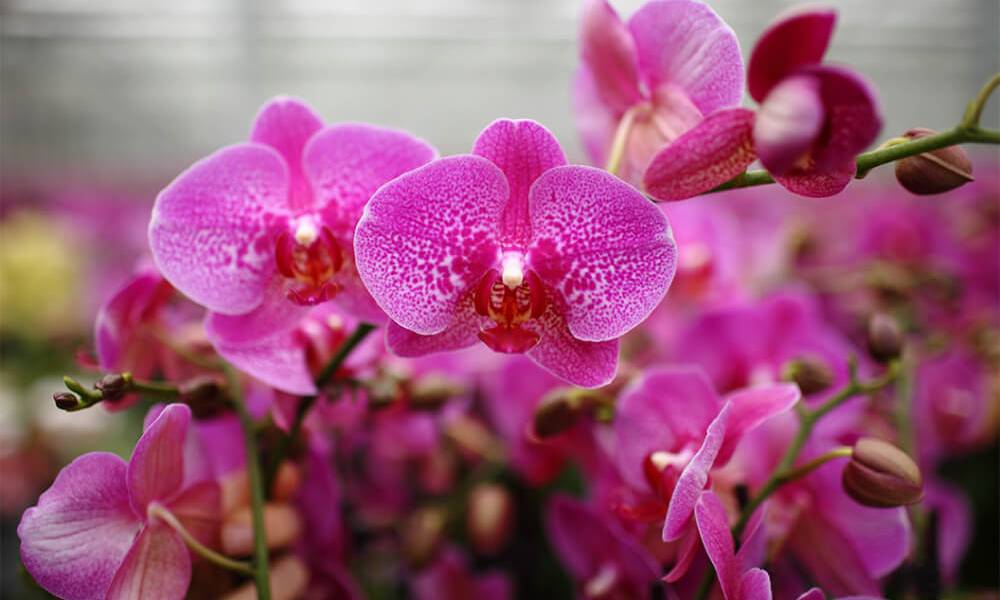 7 причин купить орхидеи