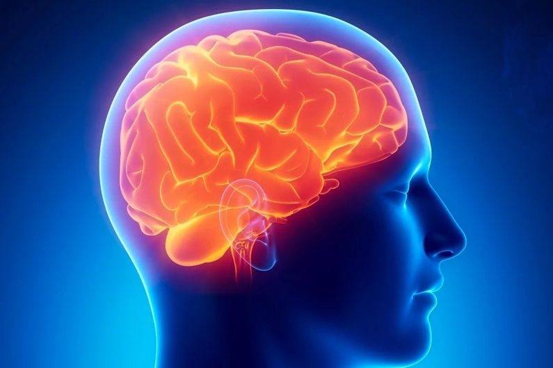 Ученые: нарушения в зонах мозга, регулирующих память и аппетит, приводят к ожирению