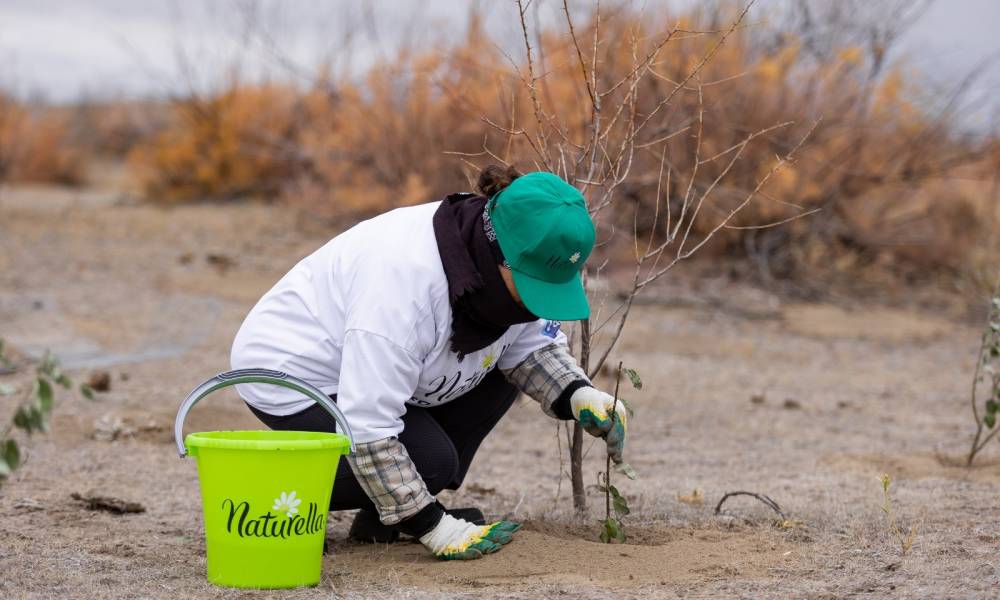 «Зеленая» суббота – Naturella и эковолонтеры восстанавливают тугайный лес Казахстана