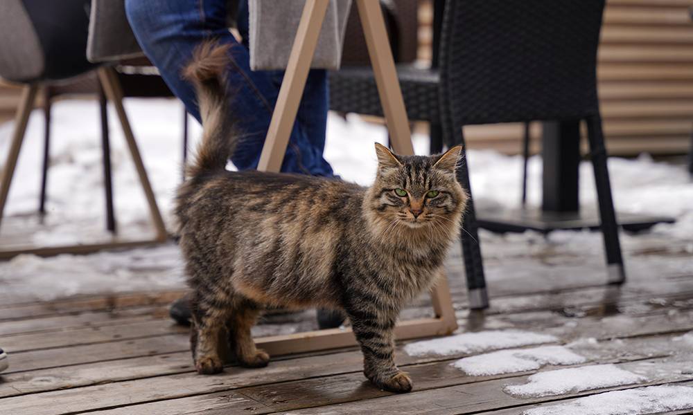 Mercedes-Benz G580: Презентация электрического внедорожника с технологиями EQ на высоте 2260 метров