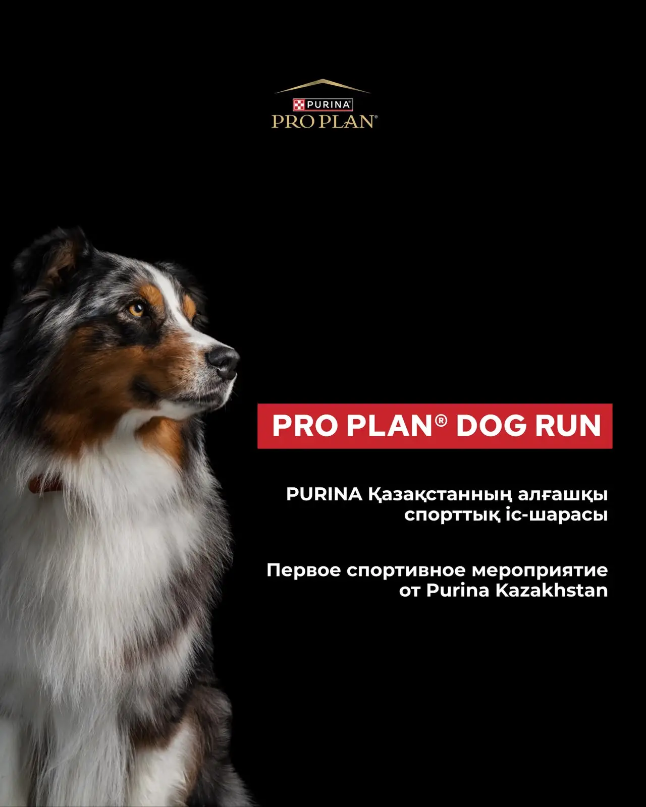 Purina Kazakhstan и Alpha Dog проведут в Алматы Pro Plan Dog Run Purina Kazakhstan и Alpha Dog проведут в Алматы Pro Plan Dog Run